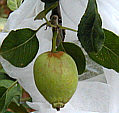 Anna Apple