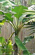 Bananas