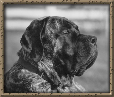 Columbo at 1 year