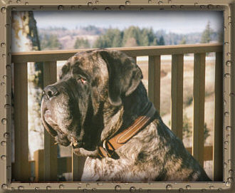 Columbo at 7 years