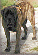 Grandsire