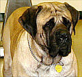 Grandsire
