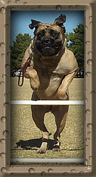 Tara Jumping Front