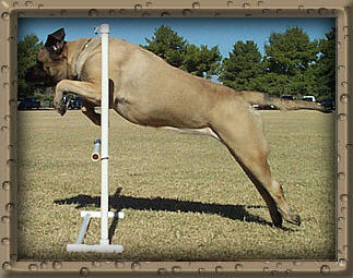 Tara Jumping Side