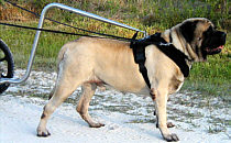 Yogi in New Harness