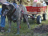 Pooka at Equine Driving Show