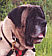 Kahlua