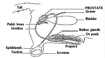 The Prostate Gland (Problems and Practical Help)